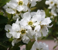 Hoheria Sexstylosa ‘Snow White’