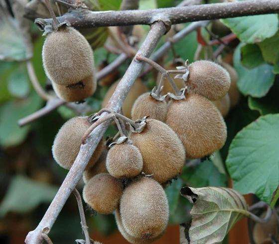 Solissimo 3 Solissimo