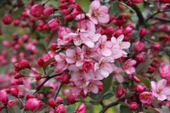 Malus ‘Candymint’ 9 Malus ‘Candymint’ -Tree Furnish Store 13419 1 1024x683 1