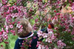 Malus ‘Candymint’ 11 Malus ‘Candymint’ -Tree Furnish Store 13419 1 1 1024x683 1