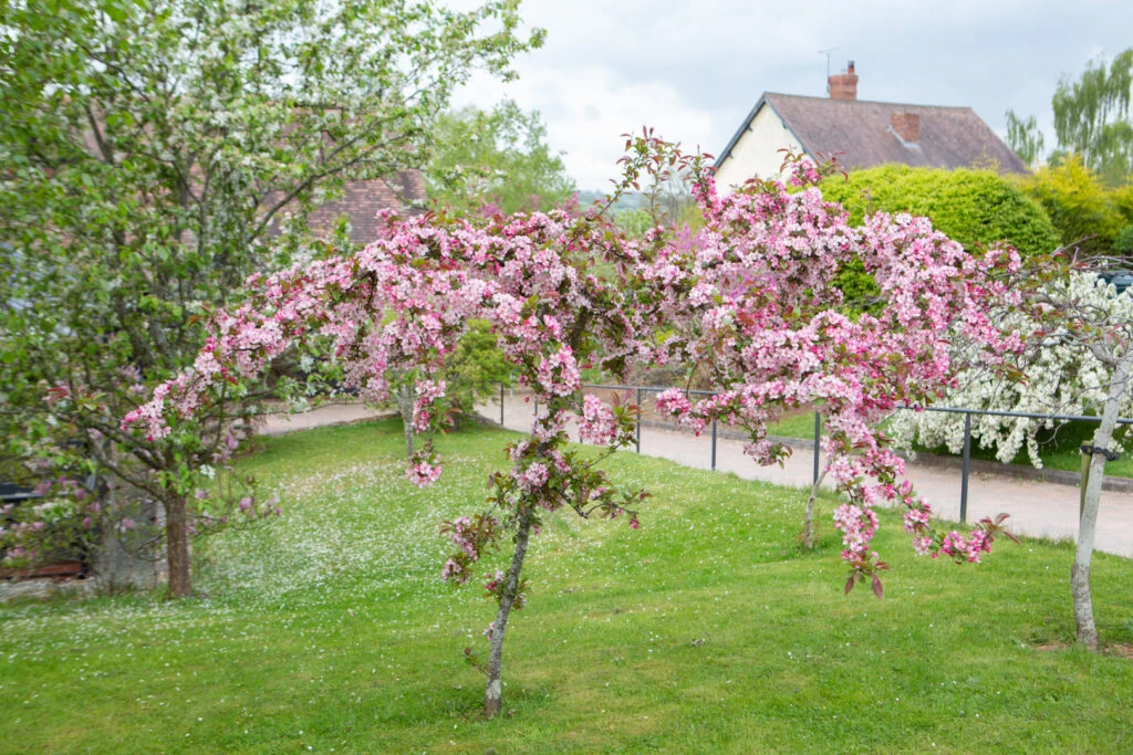 Malus ‘Candymint’ 6 Malus ‘Candymint’ - Image 4