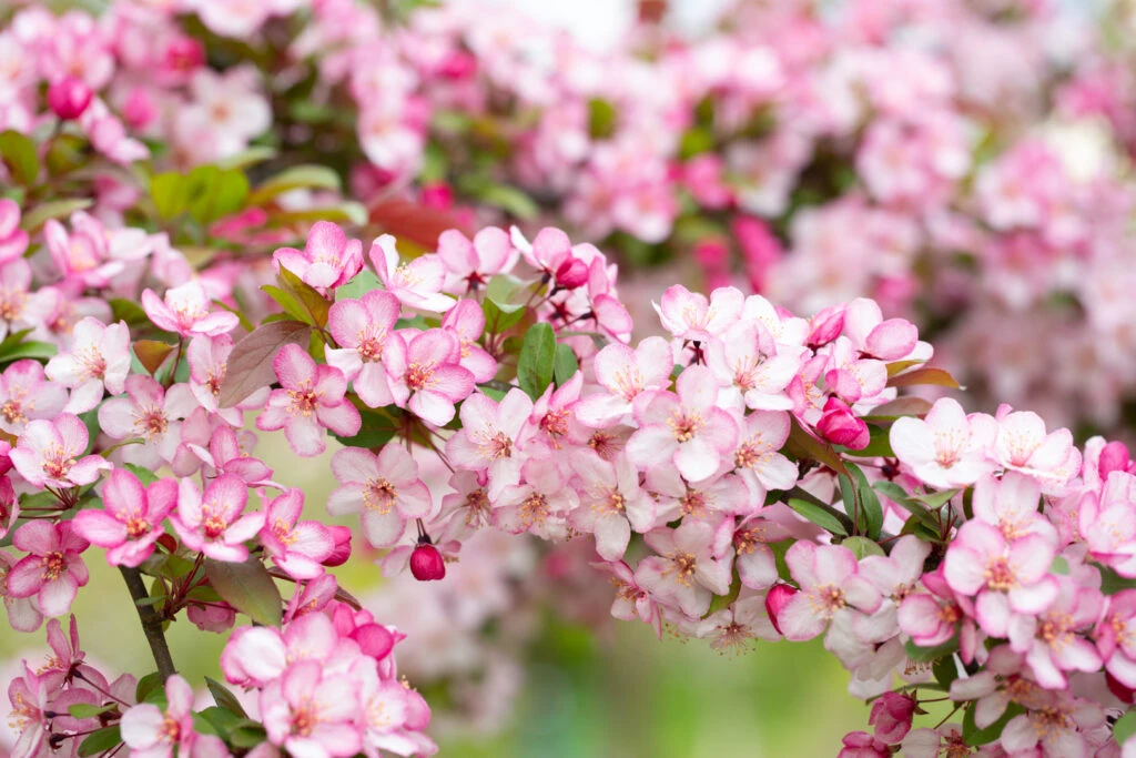 Malus ‘Candymint’ 4 Malus ‘Candymint’ - Image 2