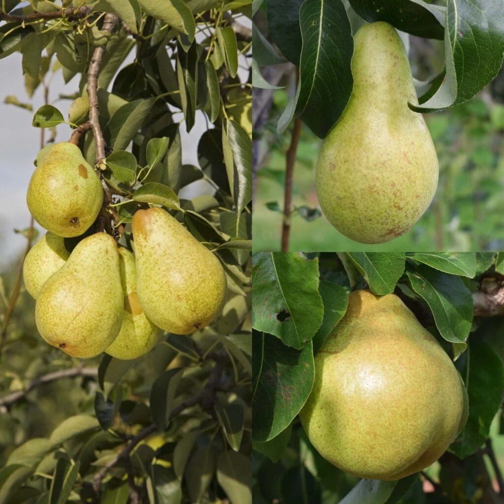 Concorde, Conference, Doyenne Du Comice (Family) 3 Concorde, Conference, Doyenne Du Comice (Family)