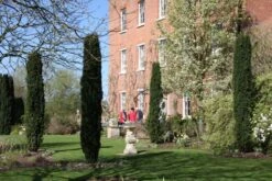 Taxus Baccata ‘Fastigiata Robusta’ 10 Taxus Baccata ‘Fastigiata Robusta’ -Tree Furnish Store 13431 1 1 1024x683 1