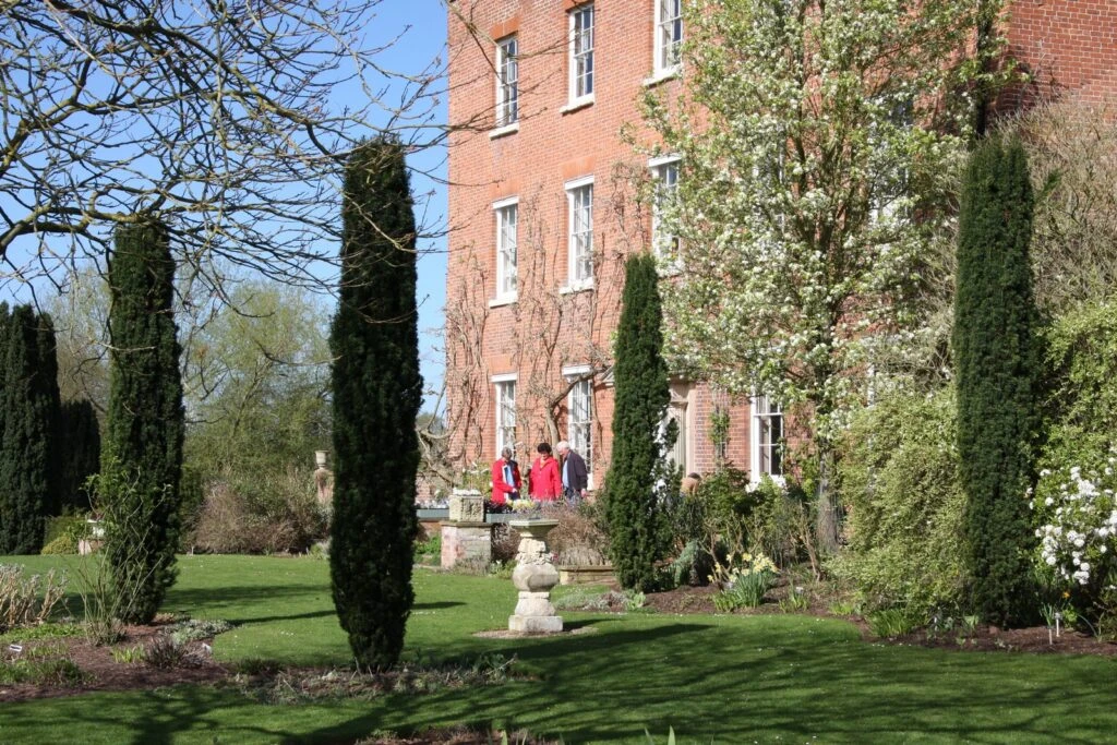 Taxus Baccata ‘Fastigiata Robusta’ 6 Taxus Baccata ‘Fastigiata Robusta’ - Image 4