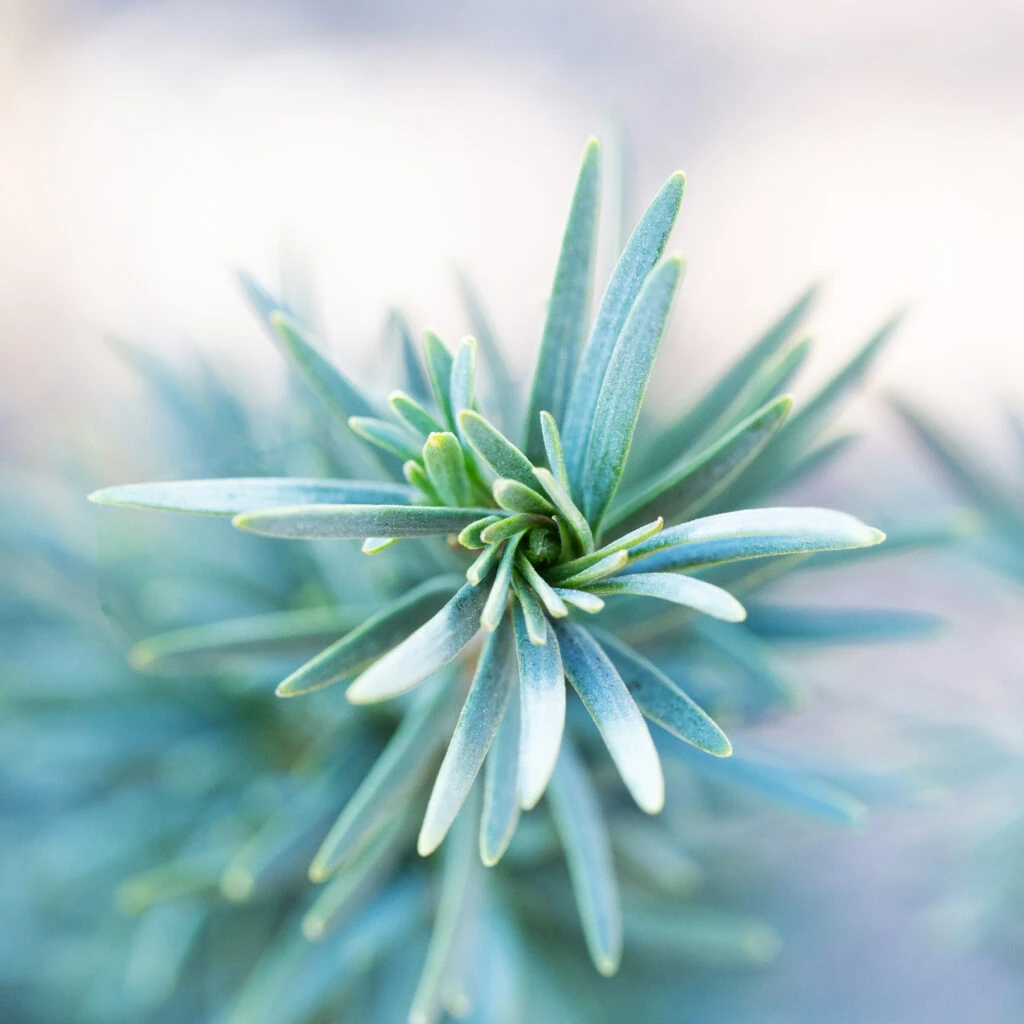 Taxus Baccata ‘Fastigiata Robusta’ 4 Taxus Baccata ‘Fastigiata Robusta’ - Image 2