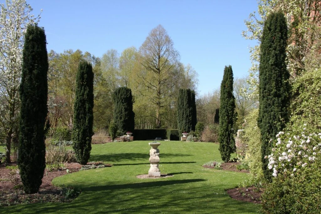 Taxus Baccata ‘Fastigiata Robusta’ 7 Taxus Baccata ‘Fastigiata Robusta’ - Image 5