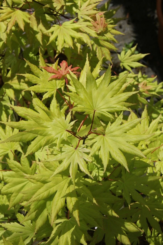 Acer Shirasawanum ‘Autumn Moon’ 4 Acer Shirasawanum ‘Autumn Moon’ - Image 2