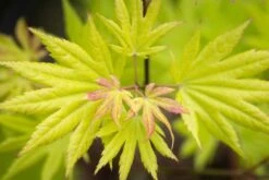 Acer Shirasawanum ‘Autumn Moon’