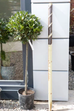 Tree Planting Kit -Tree Furnish Store 13480 12375 d107 683x1024 1