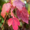 Acer Rubrum ‘Scanlon’ -Tree Furnish Store 13506 13298 0f9a 683x1024 1