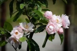 Malus Ioensis ‘Fimbriata’