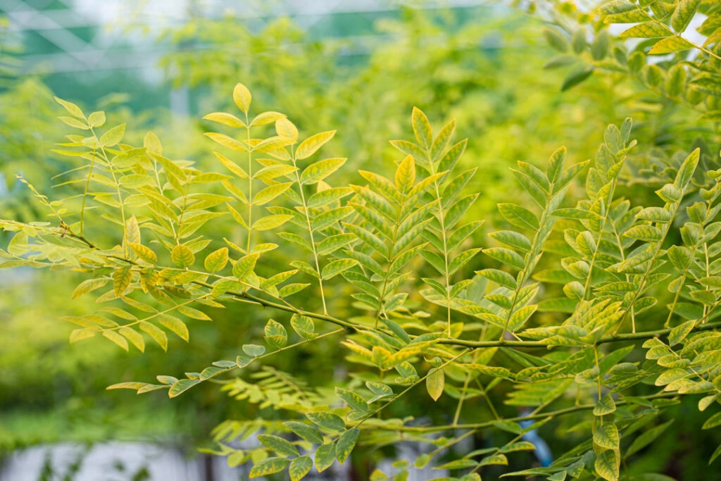 Sophora Japonica ‘Gold Standard’ 3 Sophora Japonica ‘Gold Standard’