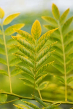 Sophora Japonica ‘Gold Standard’ 9 Sophora Japonica ‘Gold Standard’ -Tree Furnish Store 13517 14077 7c6e 683x1024 1