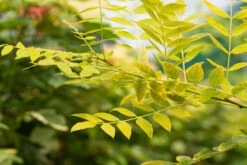 Sophora Japonica ‘Gold Standard’ 10 Sophora Japonica ‘Gold Standard’ -Tree Furnish Store 13517 14078 cc89 1024x683 1