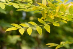 Sophora Japonica ‘Gold Standard’ 11 Sophora Japonica ‘Gold Standard’ -Tree Furnish Store 13517 14079 2259 1024x683 1