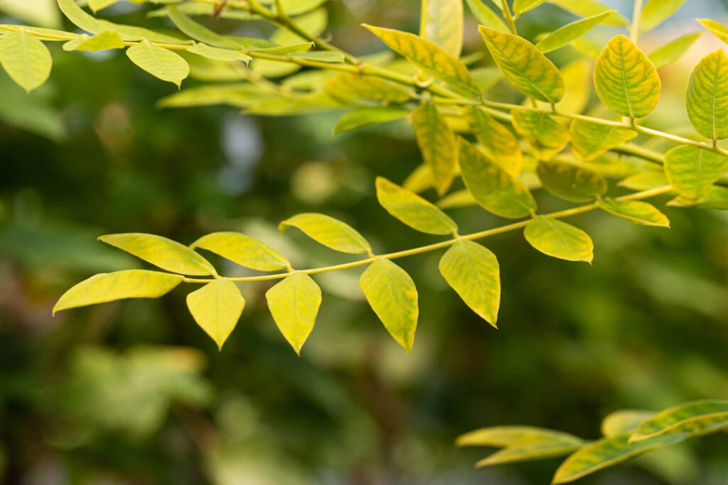Sophora Japonica ‘Gold Standard’ 7 Sophora Japonica ‘Gold Standard’ - Image 5