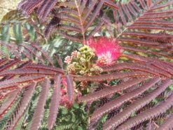 Albizia Julibrissin ‘Evys Pride’ -Tree Furnish Store 13522 1024x768 1