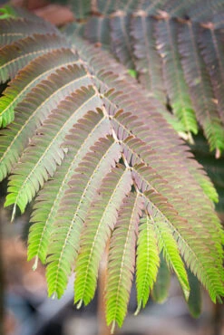 Albizia Julibrissin ‘Evys Pride’