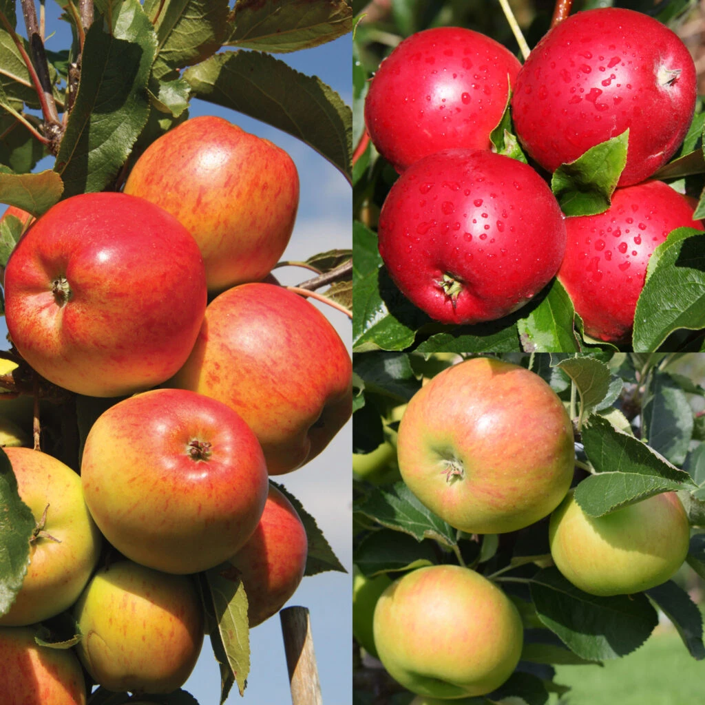 Bramley 20, Christmas Pippin, Scrumptious (Family) 3 Bramley 20, Christmas Pippin, Scrumptious (Family)