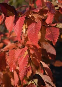 Carpinus Betulus ‘Rockhampton Red’® 9 Carpinus Betulus ‘Rockhampton Red’® -Tree Furnish Store 13530 730x1024 1