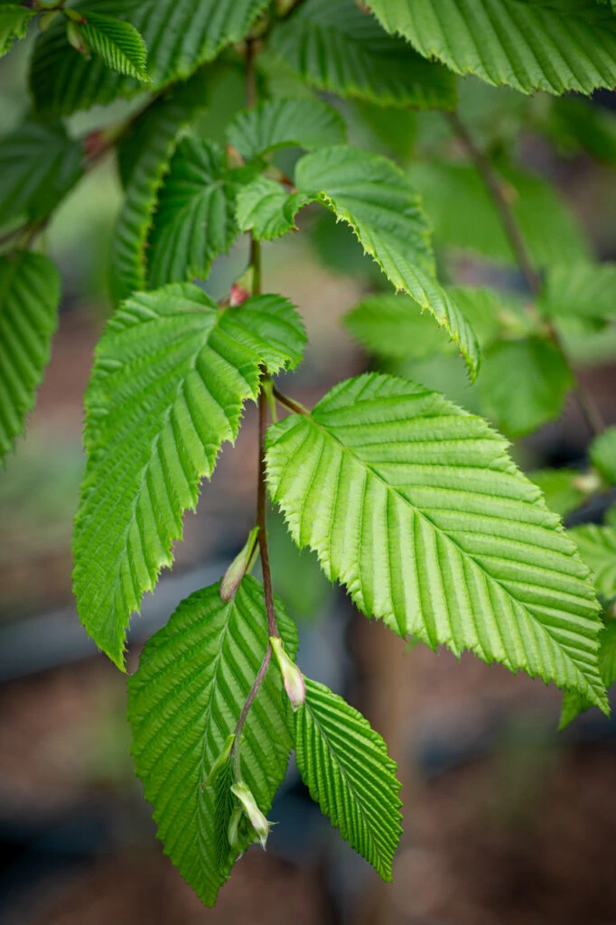 Carpinus Betulus ‘Rockhampton Red’® 3 Carpinus Betulus ‘Rockhampton Red’®