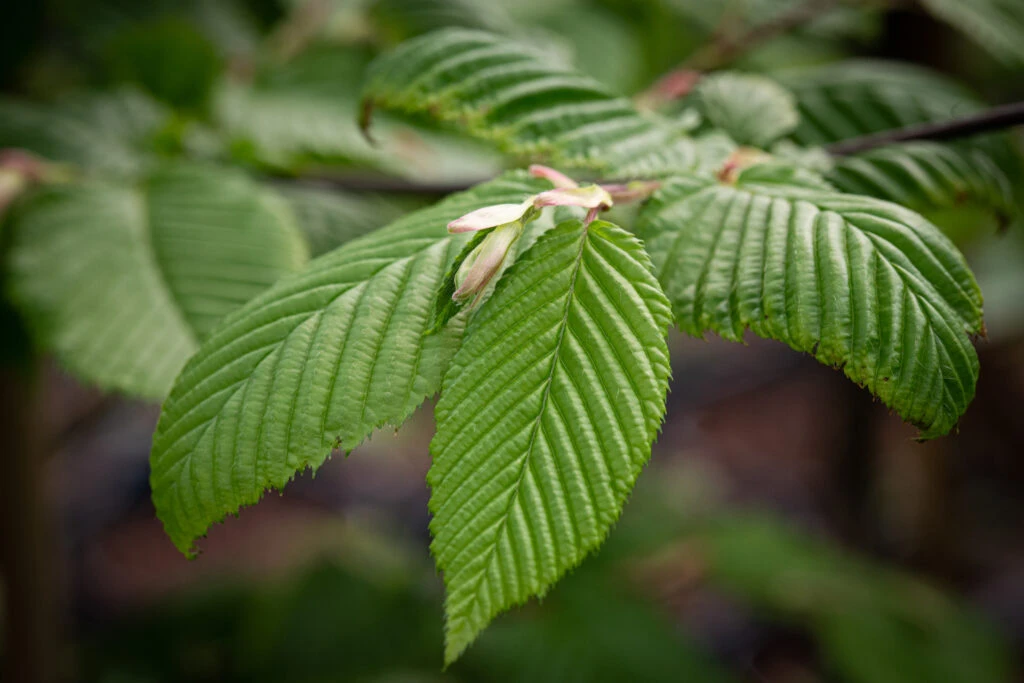 Carpinus Betulus ‘Rockhampton Red’® 4 Carpinus Betulus ‘Rockhampton Red’® - Image 2