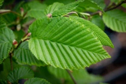 Carpinus Betulus ‘Rockhampton Red’® 8 Carpinus Betulus ‘Rockhampton Red’® -Tree Furnish Store 13530 13961 1a1e 1024x683 1