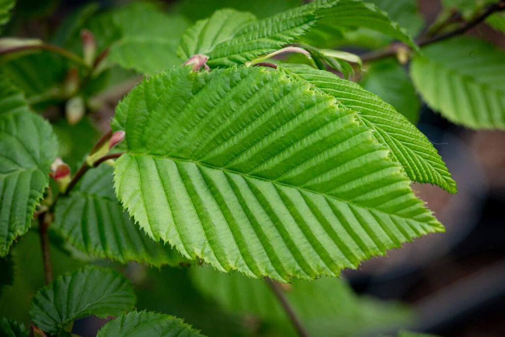Carpinus Betulus ‘Rockhampton Red’® 5 Carpinus Betulus ‘Rockhampton Red’® - Image 3