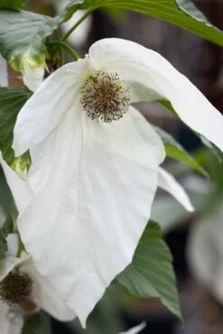 Davidia Involucrata ‘Sonoma’ -Tree Furnish Store 13539 14837 9ec3 683x1024 1