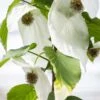 Davidia Involucrata ‘Sonoma’ -Tree Furnish Store 13539 14838 50cd 683x1024 1