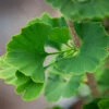 Ginkgo Biloba ‘Menhir®’ 1 Ginkgo Biloba ‘Menhir®’ -Tree Furnish Store 13543 13512 7ee5 1024x683 1