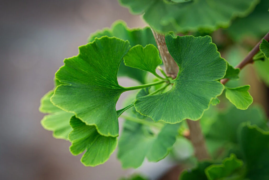 Ginkgo Biloba ‘Menhir®’ 3 Ginkgo Biloba ‘Menhir®’