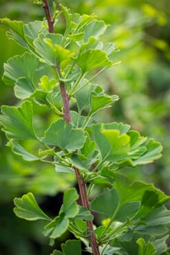 Ginkgo Biloba ‘Menhir®’ 5 Ginkgo Biloba ‘Menhir®’ -Tree Furnish Store 13543 13513 f422 683x1024 1