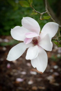 Magnolia ‘Big Dude’ -Tree Furnish Store 13547 12487 d527 1 683x1024 1