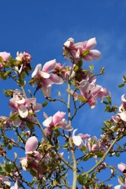 Magnolia ‘Big Dude’ -Tree Furnish Store 13547 2 1 684x1024 1