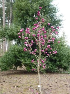 Magnolia ‘Black Tulip’® -Tree Furnish Store 13548 4 1 768x1024 1