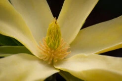 Magnolia ‘Daphne’ -Tree Furnish Store 13549 13318 fcdf 1024x683 1