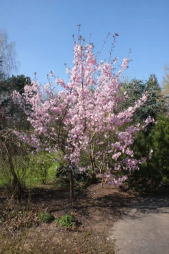 Prunus ‘Jacqueline’ -Tree Furnish Store 13562 1 1 683x1024 1