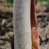 Betula Utilis Subsp. Albosinensis ‘Pink Champagne’ -Tree Furnish Store 13578 12204 00b7 678x1024 1