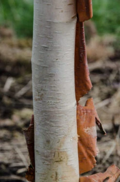 Betula Utilis Subsp. Albosinensis ‘Pink Champagne’