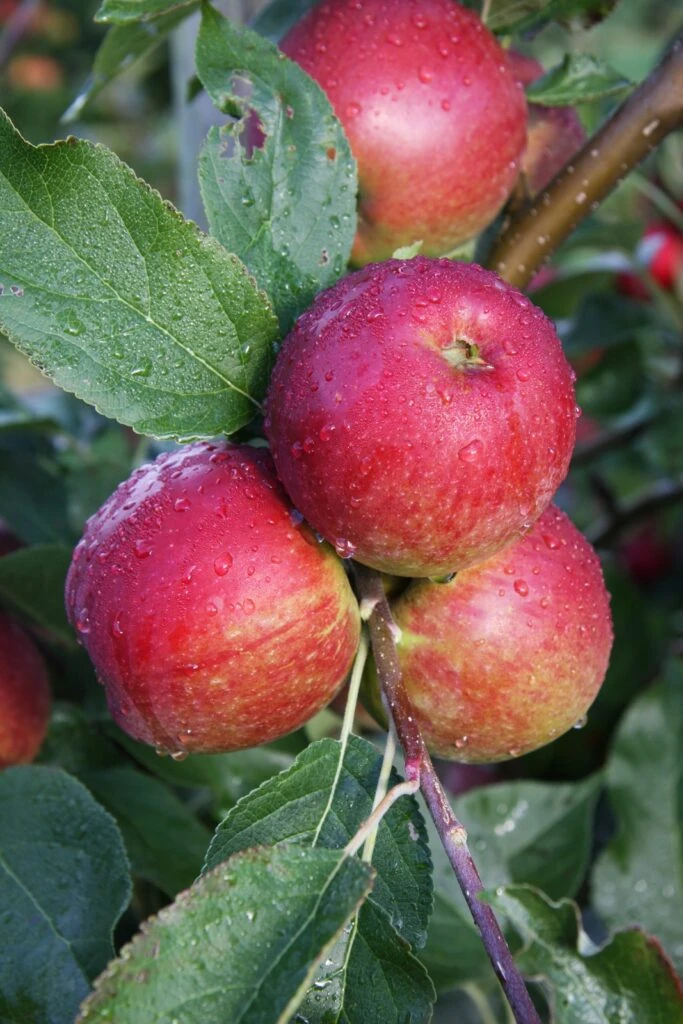 Core Blimey™ 4 Core Blimey™ - Image 2