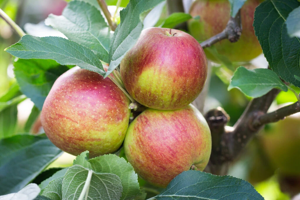 Core Blimey™ 3 Core Blimey™