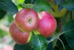 Core Blimey™ 7 Core Blimey™ -Tree Furnish Store 13580 12809 18ea 1 1024x683 1