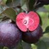 Malus ‘Roberts Red’ 1 Malus ‘Roberts Red’ -Tree Furnish Store 13584 1 1024x683 1