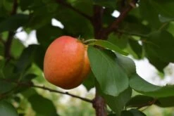 Pink Marry® 7 Pink Marry® -Tree Furnish Store 13642 1 1024x684 1