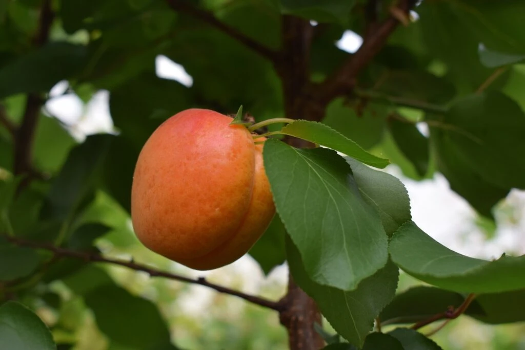 Pink Marry® 5 Pink Marry® - Image 3