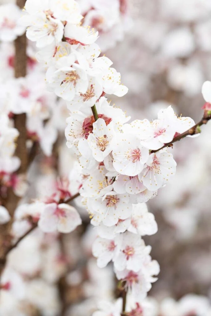 Pink Marry® 4 Pink Marry® - Image 2