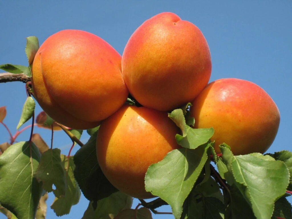 Bergeval® 4 Bergeval® - Image 2