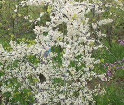 Cercis Canadensis ‘Vanilla Twist’® -Tree Furnish Store 13665